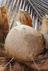 Dried coconut