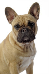 Obraz premium portrait d'un bouledogue français aux grandes oreilles