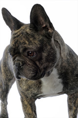 bouledogue français exprimant le sens de l'observation