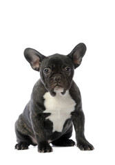 chiot french bulldog assis de face - grand plastron blanc