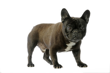 jeune bouledogue français un peu timide de trois quart