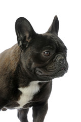 portrait de profil d'un bouledogue français sur ses gardes