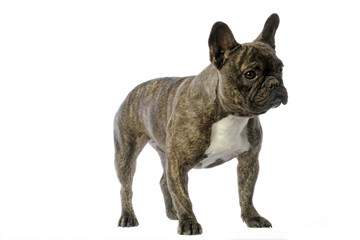 french bulldog de trois quart