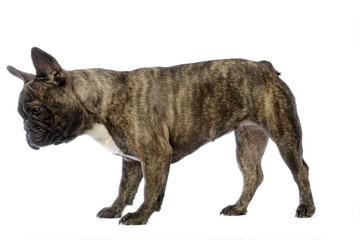 bouledogue français bringé regardant le sol © CallallooAlexis