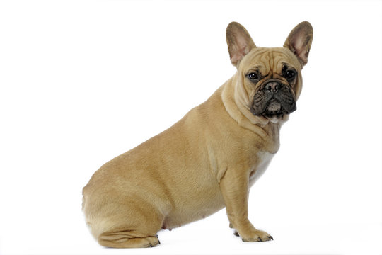 bouledogue fran&ccedil;ais marron clair assis de profil