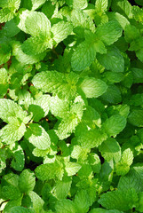 Spearmint