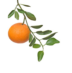 Tangerine on branch