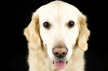 Labrador