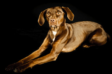 Hundeportrait