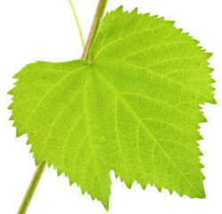 feuille verte vigne fond blanc