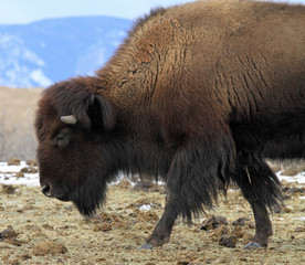 Lone American buffalo in the Rocky Mountains