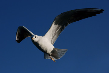 Flying seagull