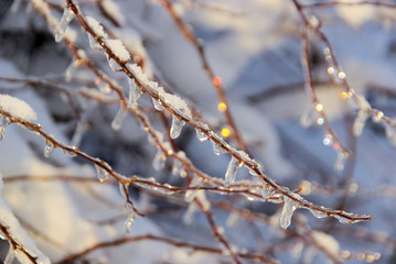 Eiszapfen am Strauch - icicle on bush 01