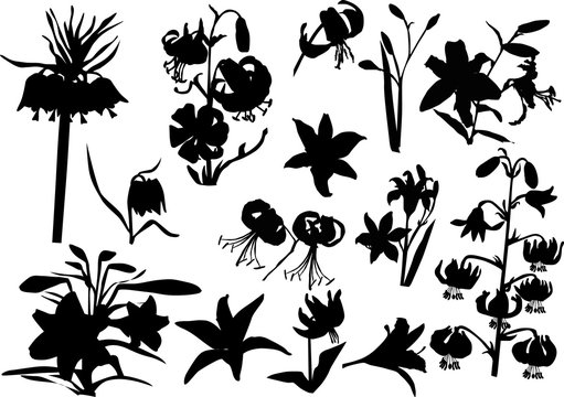 set of lily silhouettes