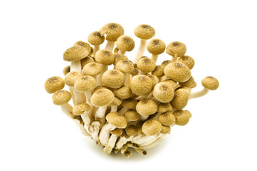 Bunch of brown beech mushrooms