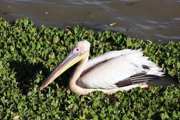 pélican dans les choux