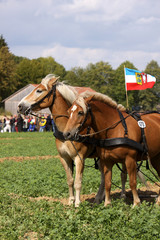 Haflinger-Gespann