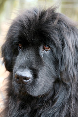 Fototapeta premium Neufundländer