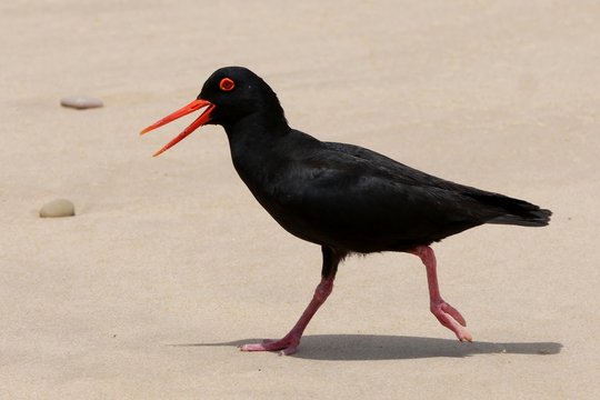 Oyster Catcher Bird Running