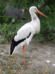 Weissstorch