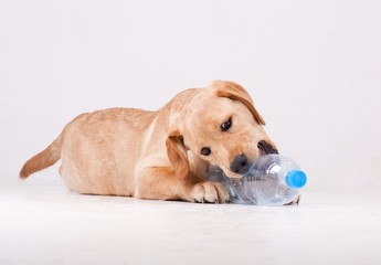 Puppy dog play on a gray background.
