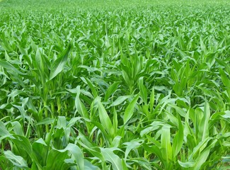 green cornfield