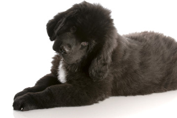 newfoundland puppy laying down - twelve weeks old