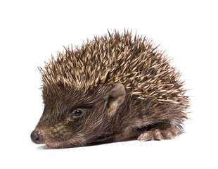 hedgehog