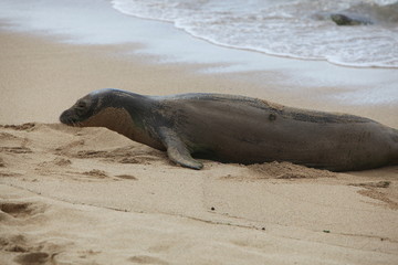 Naklejka premium Endangered Hawaiian Monk Seal