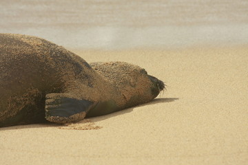 Fototapeta na wymiar Endangered Hawaiian Monk Seal on Kauai Beach