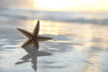 Fototapeta na wymiar starfish in the sea on sunrise background