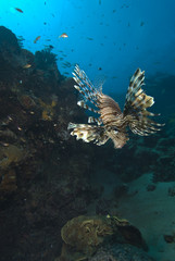 Fototapeta na wymiar Front view of a Common lionfish (Pterois miles). Red Sea, Egypt.