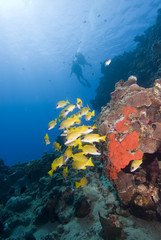 Fototapeta na wymiar Scuba divers in crystal clear water