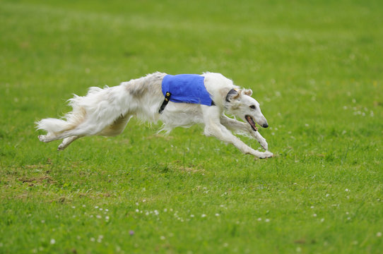 Borzoi lure coursing