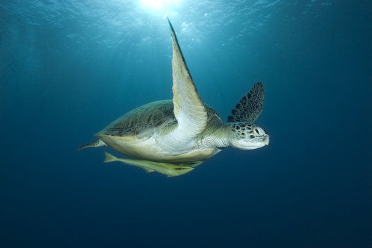 Green sea turtle swimming