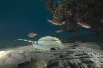 Stingray on the sand