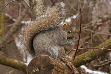 Naklejka na ściany i meble Gray Squirrel Feeding In Tree