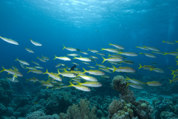 Fototapeta na wymiar School of tropical fish