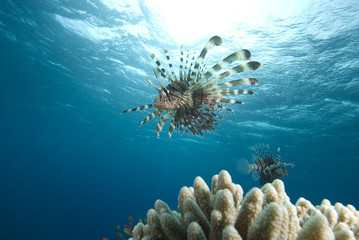 Tropical fish and coral reef