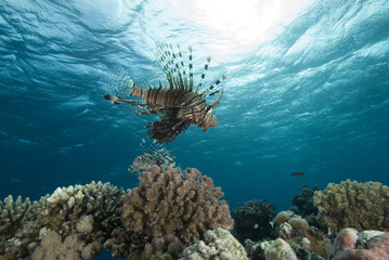 Tropical fish and coral reef