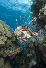 Tropical fish and coral reef