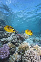 Fototapeta premium Tropical fish and coral reef