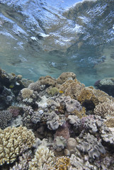 Shallow tropical coral reef