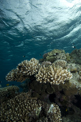 Shallow tropical coral reef