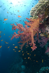 Fototapeta na wymiar Vibrant soft coral