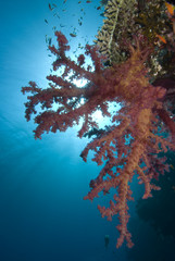 Vibrant soft coral