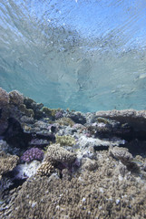 Shallow tropical coral reef