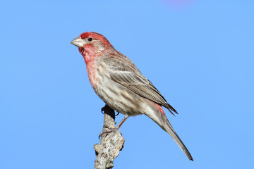 Male House Finch (Carpodacus mexicanus)