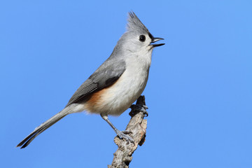 Bird On A Stick