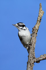 Downy Woodpecker (Picoides pubescens)